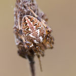 Neoscona byzanthina