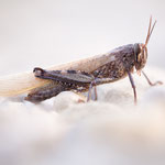 Ägyptische Wanderheuschrecke (Anacridium aegyptium)