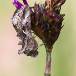 Autographa gamma (Gammaeule)
