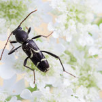 Kreuzdorn-Widderbock (Clytus rhamni)