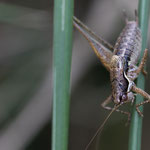 Zierliche Südschrecke (Pachytrachis gracilis)