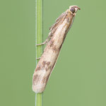 Homoeosoma sinuella