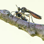 Dioctria hyalipennis (Gemeine Habichtsfliege)