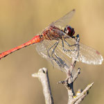 Sympetrum sanguineum (Blutrote Heidelibelle)