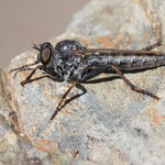 Tolmerus sp.