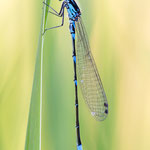 Coenagrion scitulum (Gabel-Azurjungfer)