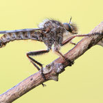 Frühlings-Raubfliege (Erax barbatus)