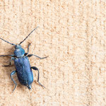 Blauvioletter Scheibenbock (Callidium violaceum)