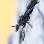 Choerades gilva (Karminrote Mordfliege)