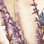 Chorthippus saulcyi algoaldensis