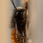 Osmia cornuta (Gehörnte Mauerbiene)