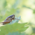 Küsten-Strauchschrecke (Pholidoptera littoralis)