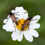 Filzhaariger Halsbock (Pedostrangalia pubescens)