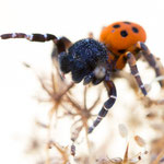 Eresus kollari (Rote Röhrenspinne)