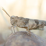 Oedipoda charpentieri