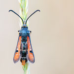 Pyropteron chrysidiforme (Roter Ampfer-Glasflügler)