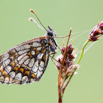 Wachtelweizen-Scheckenfalter (Melitaea athalia)