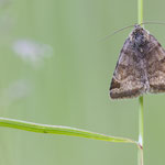 Euclidia glyphica (Braune Tageule)
