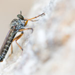 Neomochtherus pallipes (Striemen-Raubfliege)