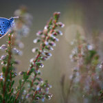 Geißklee-Bläuling (Plebejus argus)