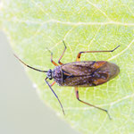 Brachycoleus pilicornis (Behaarte Schmuckwanze)