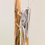 Gewöhnlicher Dickkopf-Grashüpfer (Euchorthippus declivus)