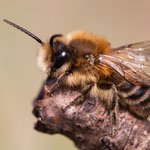 Frühlings-Seidenbiene (Colletes cunicularius)