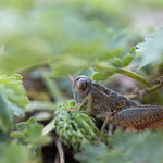 Brunners Schönschrecke (Paracaloptenus caloptenoides)