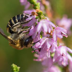 Heidekraut-Seidenbiene (Colletes succinctus)