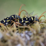 Eichenwidderbock (Plagionotus arcuatus)