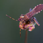 Camptopus lateralis (Sichelbein)