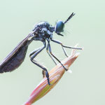 Dioctria harcyniae (Wimpern-Habichtsfliege)