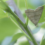 Herminia tarsipennalis (Olivbraune Zünslereule)