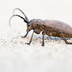 Weberbock (Lamia textor)