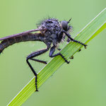 Didysmachus picipes (Berg-Raubfliege)