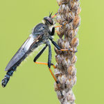 Pamponerus germanicus (Alabasterfliege)