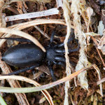 Gnaphosidae (Glattbauchspinne)