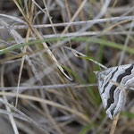 Scotopteryx peribolata