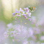 Aurorafalter (Anthocharis cardamines)