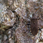 Ceraleptus gracilicornis