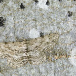 Hypomecis punctinalis (Aschgrauer Rindenspanner)