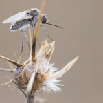 Geron sp.