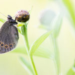 Doppelaugen-Mohrenfalter (Erebia oeme)