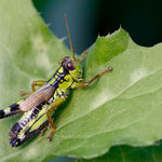 Langflügelige Gebirgsschrecke (Miramella irena)