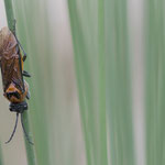 Dolerus triplicatus