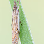 Crambus lathoniellus (Hain-Graszünsler)