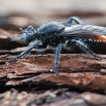 Andrenosoma albibarbe (Alpen-Mordfliege)