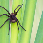 Dolomedes sp. (Jagdspinne)