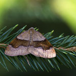Plagodis pulveraria (Pulverspanner)