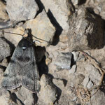 Asarta alpicolella